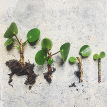 Load image into Gallery viewer, Introduction To Houseplants: How To Keep Them Happy Workshop