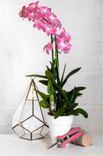 Load image into Gallery viewer, Orchid Snips