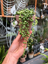 Load image into Gallery viewer, Senecio rowleyanus / String of Pearls - 9cm Pot