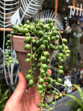 Load image into Gallery viewer, Senecio rowleyanus / String of Pearls - 9cm Pot