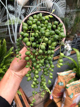 Load image into Gallery viewer, Senecio rowleyanus / String of Pearls - 9cm Pot