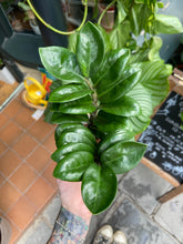Load image into Gallery viewer, Zamioculcas zamiifolia Zenzi / Zenzi ZZ