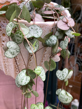 Load image into Gallery viewer, Ceropegia woodii / String of Hearts - 12cm Pot