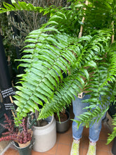 Load image into Gallery viewer, Nephrolepis biserrata Macho / Macho Fern