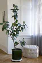 Load image into Gallery viewer, Modena Green Glazed Plant Pots - *Local Delivery or Local Pick Up Only*