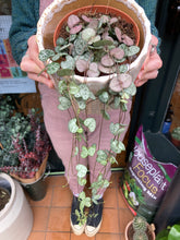 Load image into Gallery viewer, Ceropegia woodii / String of Hearts - 12cm Pot