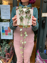 Load image into Gallery viewer, Ceropegia woodii / String of Hearts - 12cm Pot