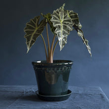 Load image into Gallery viewer, Copenhagen Blue Glazed Plant Pots - *Local Delivery or Local Pick Up Only*