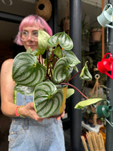 Load image into Gallery viewer, Peperomia argyreia / Watermelon Peperomia *Local Delivery or Local Pick Up Only*
