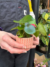 Load image into Gallery viewer, Peperomia arifolia / Radiator Plant
