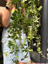 Load image into Gallery viewer, Cissus striata parthenocissus / Miniature Grape Ivy / Verona Vein
