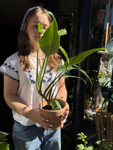 Load image into Gallery viewer, Monstera burle Marx Flame
