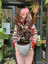 Load image into Gallery viewer, Cordyline fruticosa Tango / Ti Plant - *Local Delivery or Local Pick Up Only*
