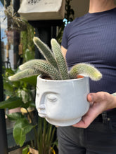 Load image into Gallery viewer, Cleistocactus colademononis / Monkey Tail Cactus
