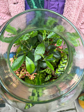 Load image into Gallery viewer, XXL Ficus microcarpa Ginseng Sealed Terrarium - *Local Delivery or Local Pick Up Only*
