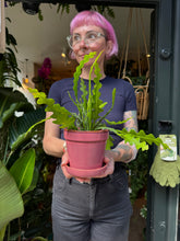 Load image into Gallery viewer, Epiphyllum anguliger / Fishbone Cactus - 11cm Pot
