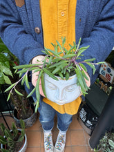 Load image into Gallery viewer, Senecio herreianus Purple Flush / String of Bananas
