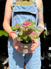 Load image into Gallery viewer, Caladium Casey / Angel Wings
