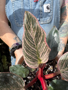 Philodendron Birkin Pink / Pink Bikini