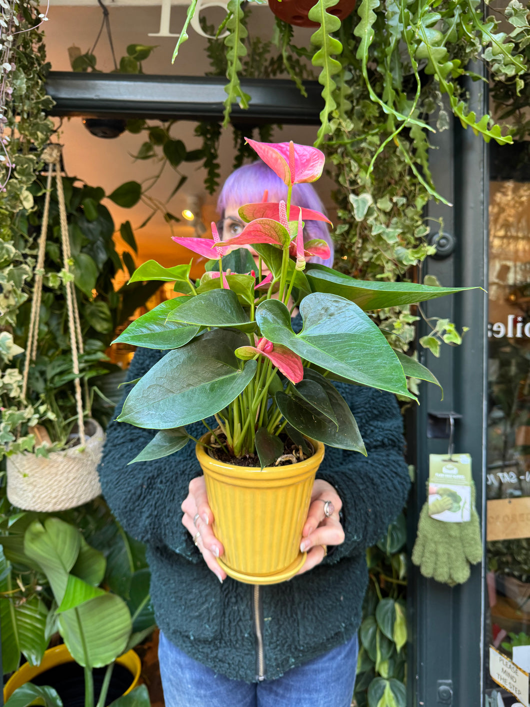 Anthurium andraeanum Sweet Dream / Flamingo Flower