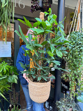 Load image into Gallery viewer, Philodendron pedatum / Oak Leaf Philodendron on Moss Pole - *Local Delivery or Local Pick Up Only*
