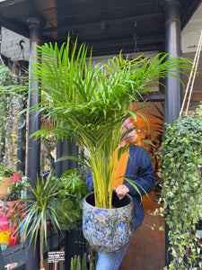 Dypsis lutescens / Areca Palm - *Local Delivery or Local Pick Up Only*
