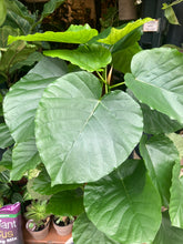 Load image into Gallery viewer, Ficus umbellata - *Local Delivery or Local Pick Up Only*
