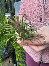 Load image into Gallery viewer, Tillandsia ionantha Rubra / Airplant
