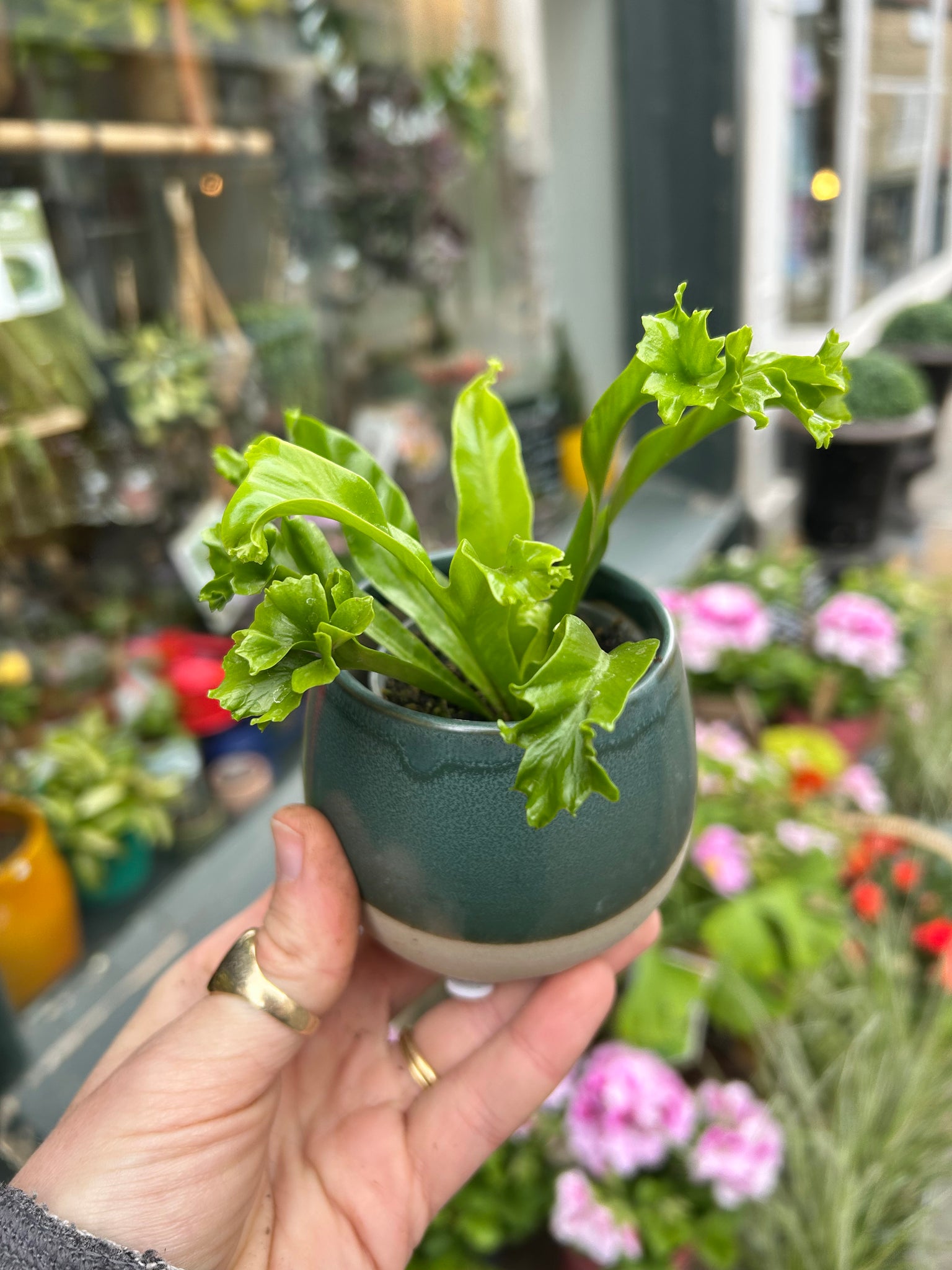 bird's nest fern leslie Asplenium antiquum Leslie / Crested Bird's Nest Fern – Pilea Plant Shop
