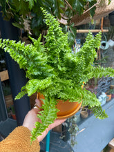 Load image into Gallery viewer, Nephrolepis exaltata Vitale / Boston Fern
