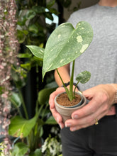 Load image into Gallery viewer, Monstera Thai Constellation / Variegated Cheese Plant
