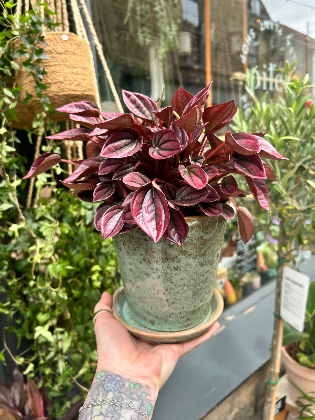 Peperomia caperata 'Cayenne' / Radiator Plant
