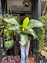 Load image into Gallery viewer, Strelitzia nicolai / Bird Of Paradise - 24cm Pot - *Local Delivery or Local Pick Up Only*

