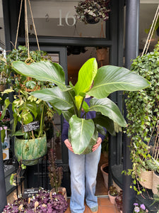 Strelitzia nicolai / Bird Of Paradise - 24cm Pot - *Local Delivery or Local Pick Up Only*