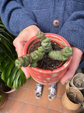 Load image into Gallery viewer, Crassula marnieriana / Worm Plant 5.5cm Pot
