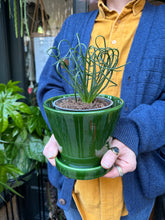 Load image into Gallery viewer, Albuca spiralis Frizzle Sizzle / Corkscrew Albuca
