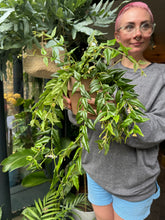 Load image into Gallery viewer, Hoya lanceolata Bella / Wax plant

