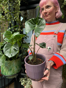 Alocasia macrorrhiza Stingray / Elephant Ear