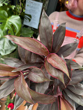 Load image into Gallery viewer, Cordyline fruticosa Tango / Ti Plant - *Local Delivery or Local Pick Up Only*
