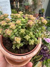 Load image into Gallery viewer, Crassula rupestris Tom Thumb / Buttons on a String
