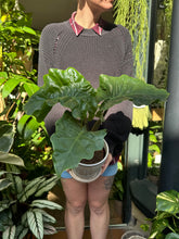 Load image into Gallery viewer, Alocasia Low Rider / Elephant Ear
