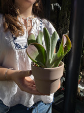 Load image into Gallery viewer, Kalanchoe luciae Oricula / Oricula Paddle Plant

