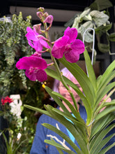 Load image into Gallery viewer, Hanging Vanda Orchid - Mixed Flower Colours
