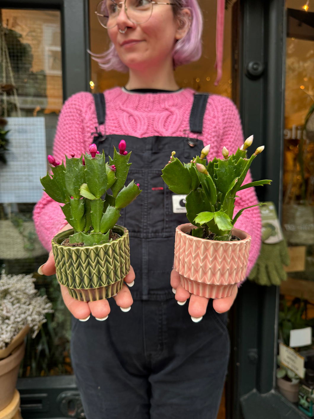 Schlumbergera / Christmas Cactus - 6cm Pot