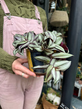 Load image into Gallery viewer, Tradescantia zebrina 'Violet Hill' / Inch Plant
