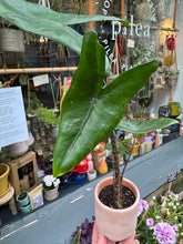 Load image into Gallery viewer, Alocasia zebrina / Elephant Ear
