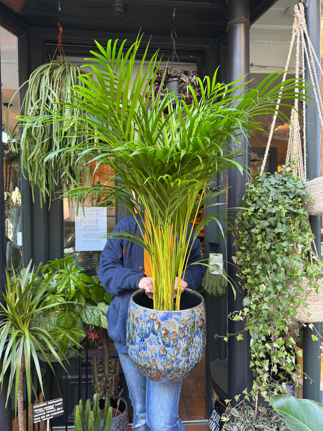 Dypsis lutescens / Areca Palm - *Local Delivery or Local Pick Up Only*