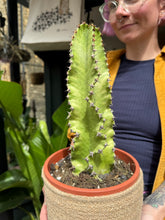Load image into Gallery viewer, Euphorbia ingens Marmorata Variegata / Variegated Candelabra Cactus

