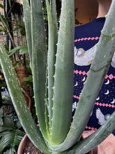 Load image into Gallery viewer, Aloe Vera
