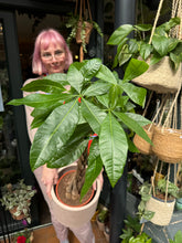 Load image into Gallery viewer, Pachira aquatica / Money Tree / Guiana Chestnut - 19cm Pot - *Local Delivery or Local Pick Up Only*
